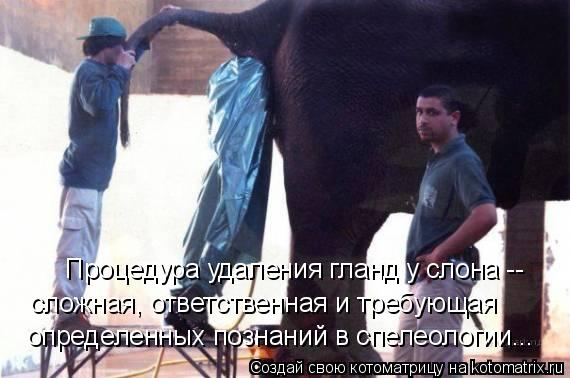 определенных познаний в спелеологии... сложная, ответственная и требующая Процедура удаления гланд у ... Котоматрица: определенных познаний в спелеологии... сложная, ответственная и требующая Процедура удаления гланд у слона --