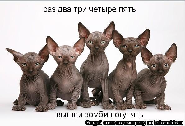 раз два три четыре пять вышли зомби погулять... Котоматрица: раз два три четыре пять вышли зомби погулять