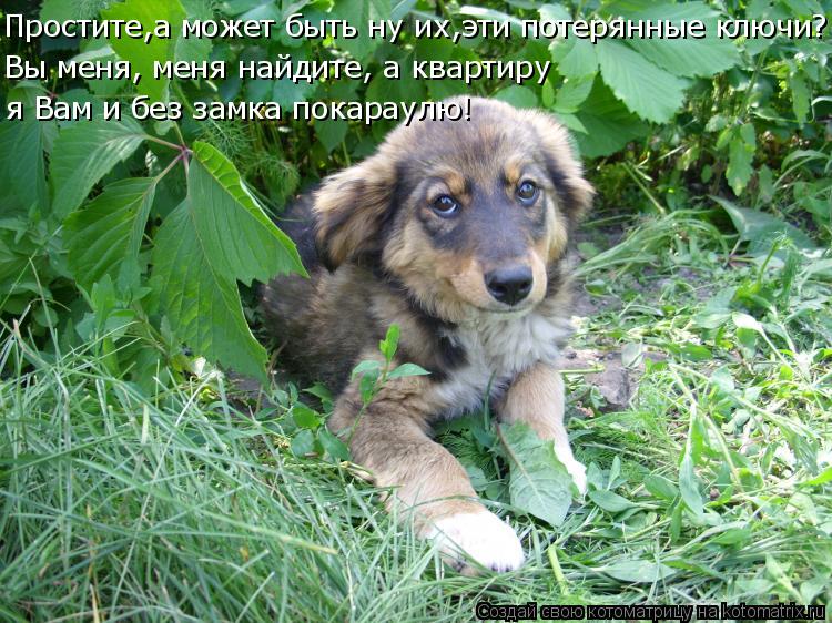 Простите,а может быть ну их,эти потерянные ключи? Вы меня, меня найдите, а квартиру я Вам и без замк... Котоматрица: Простите,а может быть ну их,эти потерянные ключи? Вы меня, меня найдите, а квартиру я Вам и без замка покараулю!