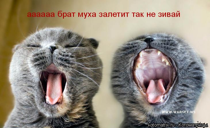 аааааа брат муха залетит так не зивай... Котоматрица: аааааа брат муха залетит так не зивай