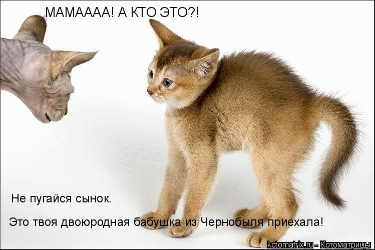 МАМАААА! А КТО ЭТО?! Не пугайся сынок. Это твоя двоюродная бабушка из Чернобыля приехала!... Котоматрица: МАМАААА! А КТО ЭТО?! Не пугайся сынок. Это твоя двоюродная бабушка из Чернобыля приехала!