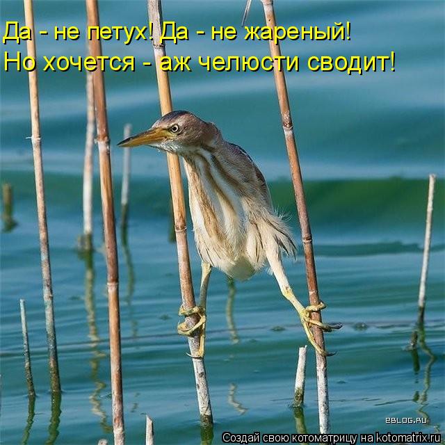 Но хочется - аж челюсти сводит! Да - не петух! Да - не жареный!... Котоматрица: Но хочется - аж челюсти сводит! Да - не петух! Да - не жареный!