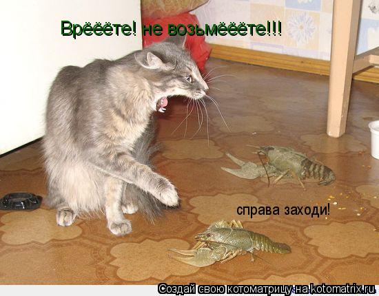 справа заходи! Врёёёте! не возьмёёёте!!!... Котоматрица: справа заходи! Врёёёте! не возьмёёёте!!!