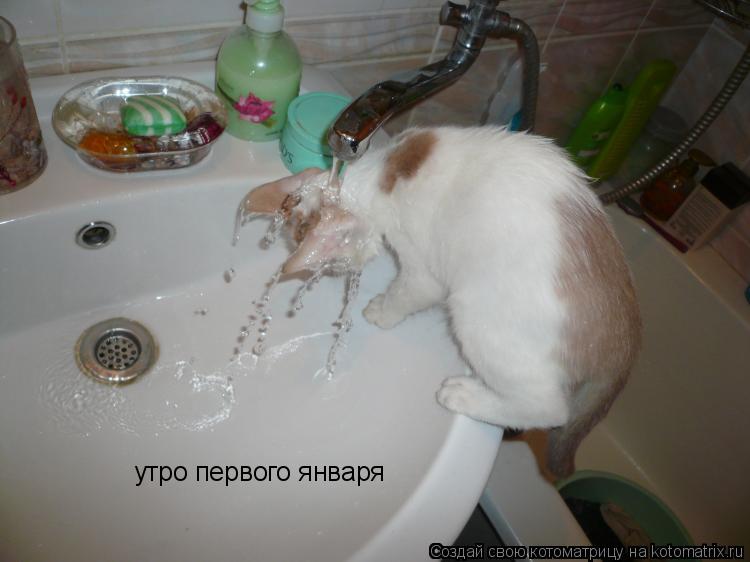 утро первого января... Котоматрица: утро первого января