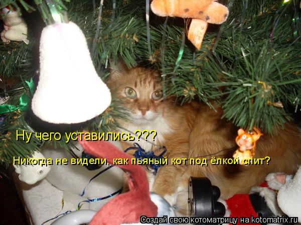 Ну чего уставились??? Никогда не видели, как пьяный кот под ёлкой спит?... Котоматрица: Ну чего уставились??? Никогда не видели, как пьяный кот под ёлкой спит?
