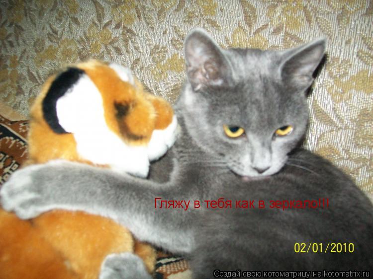 Гляжу в тебя как в зеркало!!!... Котоматрица: Гляжу в тебя как в зеркало!!!