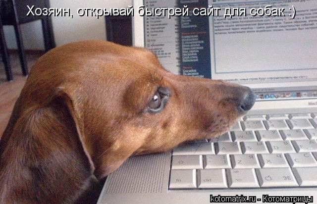 Хозяин, открывай быстрей сайт для собак :)... Котоматрица: Хозяин, открывай быстрей сайт для собак :)