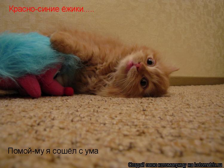 Красно-синие ёжики..... Помой-му я сошёл с ума... Котоматрица: Красно-синие ёжики..... Помой-му я сошёл с ума