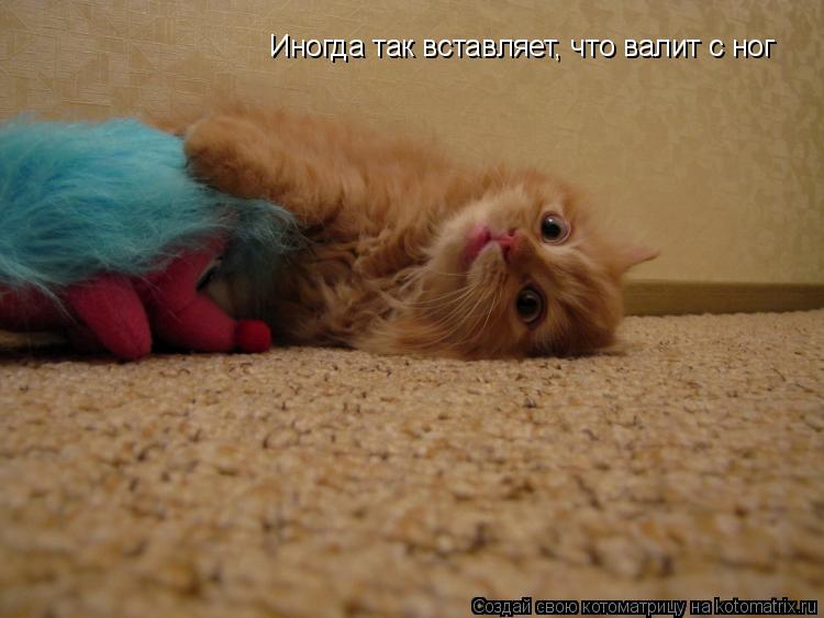 Иногда так вставляет, что валит с ног... Котоматрица: Иногда так вставляет, что валит с ног