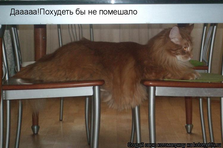 Дааааа!Похудеть бы не помешало... Котоматрица: Дааааа!Похудеть бы не помешало