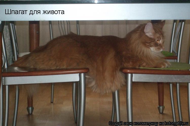 Шпагат для живота... Котоматрица: Шпагат для живота