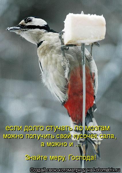 если долго стучать по мозгам а можно и ... можно получить свой кусочек сала, Знайте меру, Господа!... Котоматрица: если долго стучать по мозгам а можно и ... можно получить свой кусочек сала, Знайте меру, Господа!