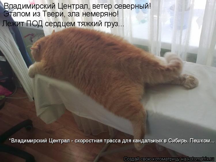 Владимирский Централ, ветер северный! Этапом из Твери, зла немеряно! Лежит ПОД сердцем тяжкий груз...... Котоматрица: Владимирский Централ, ветер северный! Этапом из Твери, зла немеряно! Лежит ПОД сердцем тяжкий груз... *Владимирский Централ - скоростная трас