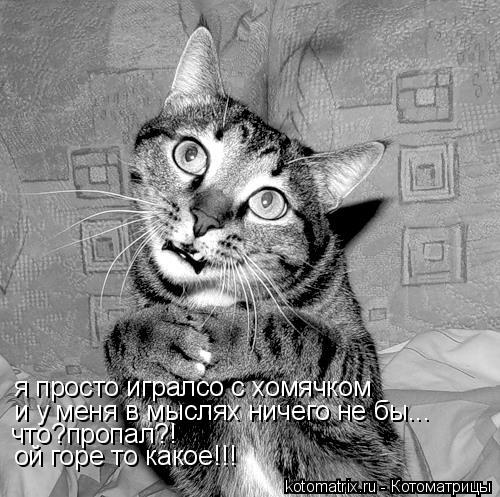 я просто игралсо с хомячком и у меня в мыслях ничего не бы... что?пропал?! ой горе то какое!!!... Котоматрица: я просто игралсо с хомячком и у меня в мыслях ничего не бы... что?пропал?! ой горе то какое!!!