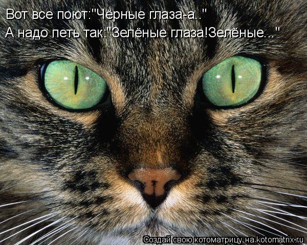 Вот все поют:"Чёрные глаза-а.." А надо петь так:"Зелёные глаза!Зелёные..."... Котоматрица: Вот все поют:"Чёрные глаза-а.." А надо петь так:"Зелёные глаза!Зелёные..."