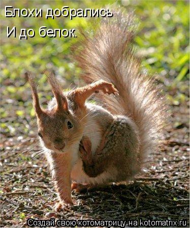 Блохи добрались И до белок.... Котоматрица: Блохи добрались И до белок.