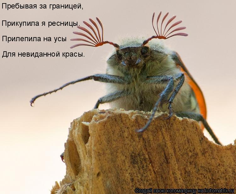 Пребывая за границей, Для невиданной красы. Прилепила на усы Прикупила я ресницы.... Котоматрица: Пребывая за границей, Для невиданной красы. Прилепила на усы Прикупила я ресницы.
