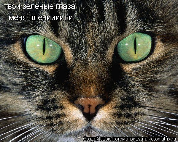 твои зеленые глаза меня плениииили...... Котоматрица: твои зеленые глаза меня плениииили...