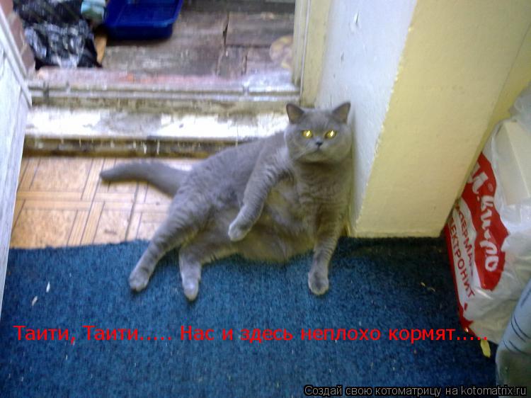 Таити, Таити..... Нас и здесь неплохо кормят........ Котоматрица: Таити, Таити..... Нас и здесь неплохо кормят.....