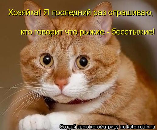 Хозяйка! Я последний раз спрашиваю, кто говорит что рыжие - бесстыжие!... Котоматрица: Хозяйка! Я последний раз спрашиваю, кто говорит что рыжие - бесстыжие!