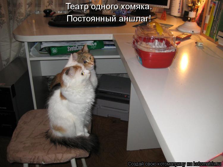 Театр одного хомяка. Постоянный аншлаг!... Котоматрица: Театр одного хомяка. Постоянный аншлаг!