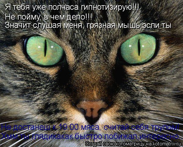 Я тебя уже полчаса гипнотизирую!!! Не пойму, в чем дело!!! Значит слушая меня, грязная мышь,эсли ты Н... Котоматрица: Я тебя уже полчаса гипнотизирую!!! Не пойму, в чем дело!!! Значит слушая меня, грязная мышь,эсли ты Не достанеш к 19.00 мяса, считай себя трупом! Х