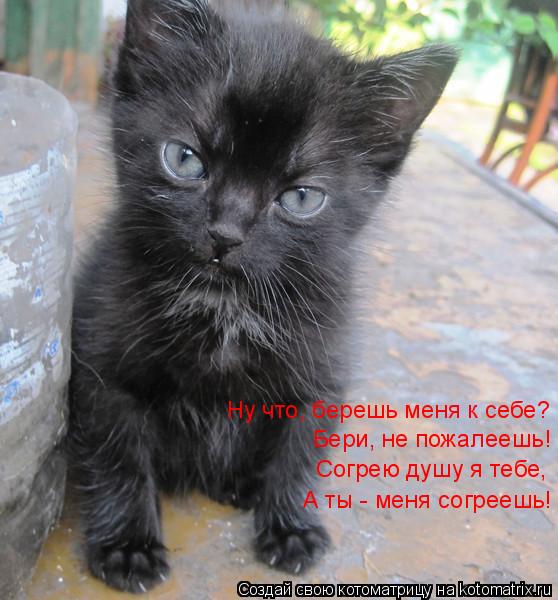 Ну что, берешь меня к себе? Бери, не пожалеешь! Согрею душу я тебе, А ты - меня согреешь!... Котоматрица: Ну что, берешь меня к себе? Бери, не пожалеешь! Согрею душу я тебе, А ты - меня согреешь!