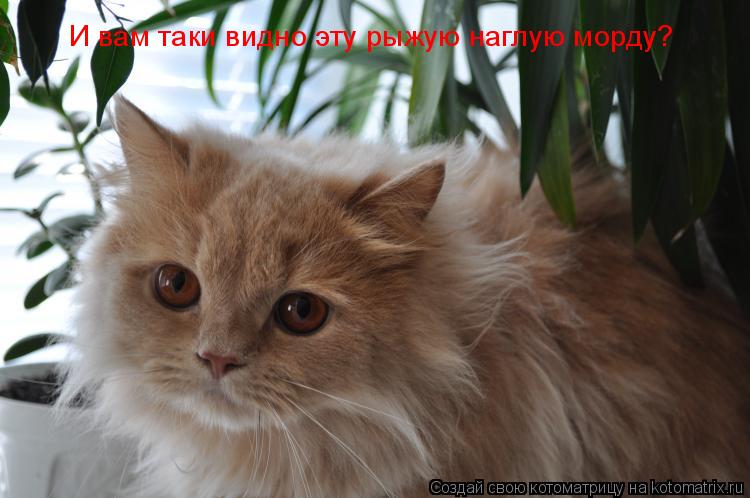 И вам таки видно эту рыжую наглую морду?... Котоматрица: И вам таки видно эту рыжую наглую морду?