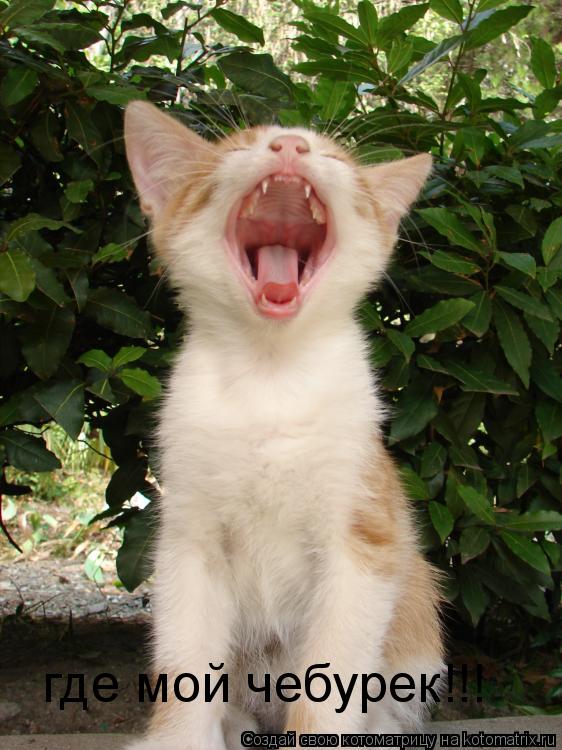 где мой чебурек!!!... Котоматрица: где мой чебурек!!!