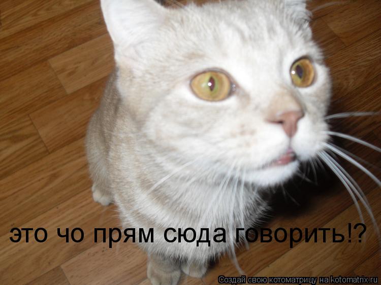это чо прям сюда говорить!?... Котоматрица: это чо прям сюда говорить!?
