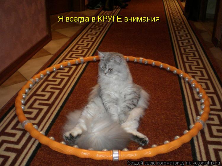 Я всегда в КРУГЕ внимания... Котоматрица: Я всегда в КРУГЕ внимания