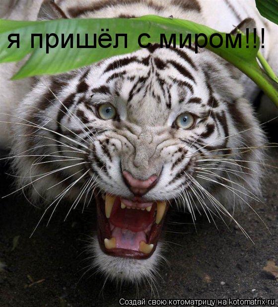я пришёл с миром!!!... Котоматрица: я пришёл с миром!!!