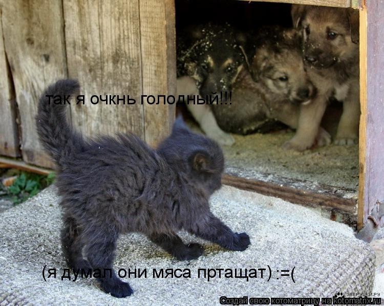 (я думал они мяса пртащат) так я очкнь голодный!!! :=(... Котоматрица: (я думал они мяса пртащат) так я очкнь голодный!!! :=(