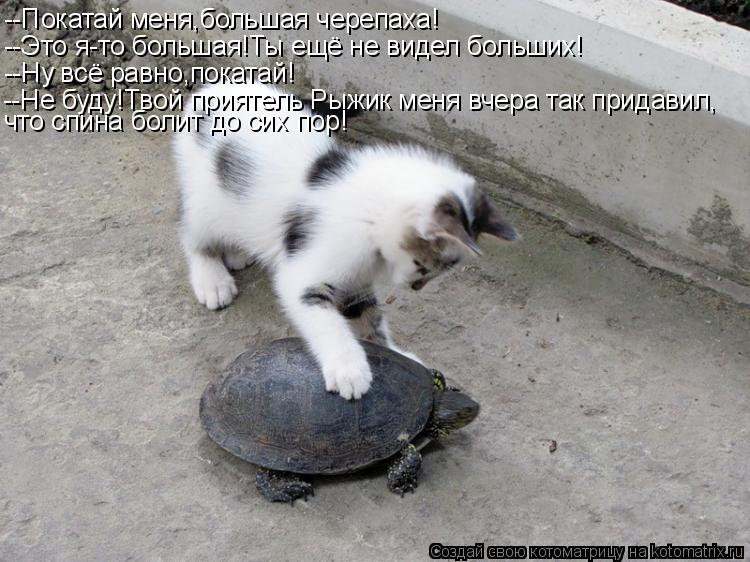 --Покатай меня,большая черепаха! --Это я-то большая!Ты ещё не видел больших! --Ну всё равно,покатай! ... Котоматрица: --Покатай меня,большая черепаха! --Это я-то большая!Ты ещё не видел больших! --Ну всё равно,покатай! --Не буду!Твой приятель Рыжик меня вчера так