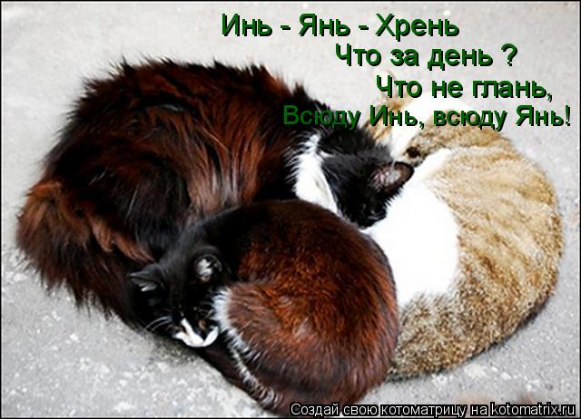 Инь - Янь - Хрень Что за день ? Всюду Инь, всюду Янь! Что не глань,... Котоматрица: Инь - Янь - Хрень Что за день ? Всюду Инь, всюду Янь! Что не глань,