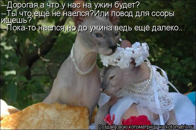 --Дорогая,а что у нас на ужин будет? --Ты что,ещё не наелся?Или повод для ссоры ищешь? --Пока-то наел... Котоматрица: --Дорогая,а что у нас на ужин будет? --Ты что,ещё не наелся?Или повод для ссоры ищешь? --Пока-то наелся,но до ужина ведь ещё далеко...