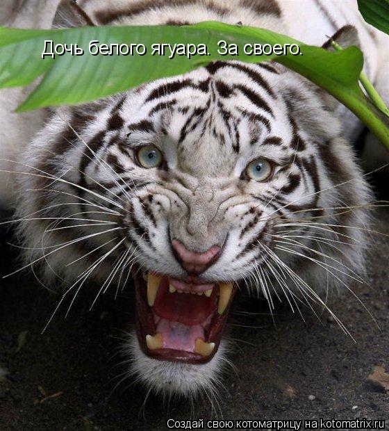 Дочь белого ягуара. За своего.... Котоматрица: Дочь белого ягуара. За своего.