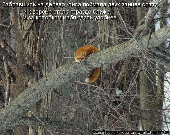 Котоматрица: Забравшись на дерево, лиса поймала двух зайцев сразу: - и к вороне стало гораздо ближе, - и за колобком наблюдать удобнее.