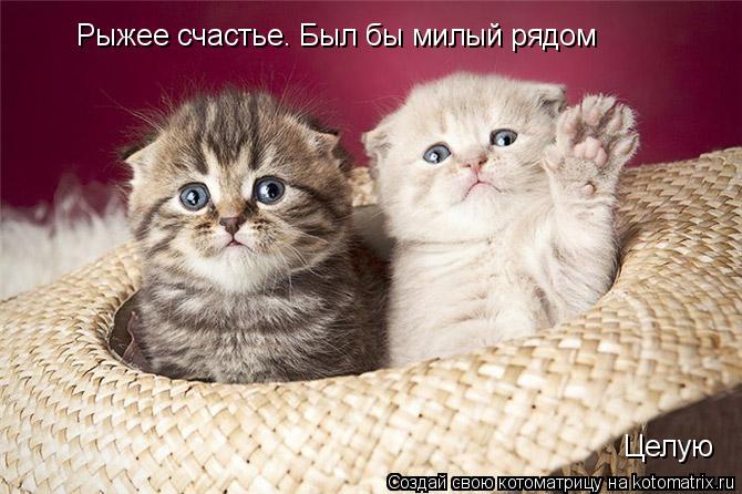 Рыжее счастье. Был бы милый рядом Целую... Котоматрица: Рыжее счастье. Был бы милый рядом Целую