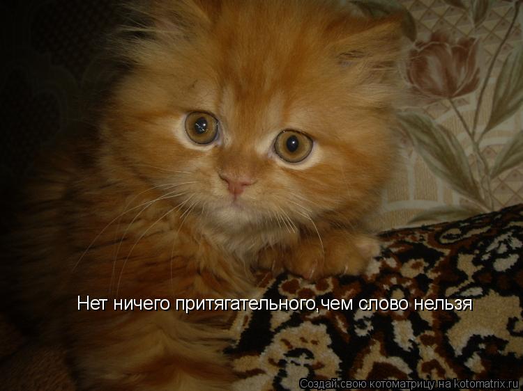 Нет ничего притягательного,чем слово нельзя Нет ничего притягательного,чем слово нельзя... Котоматрица: Нет ничего притягательного,чем слово нельзя Нет ничего притягательного,чем слово нельзя