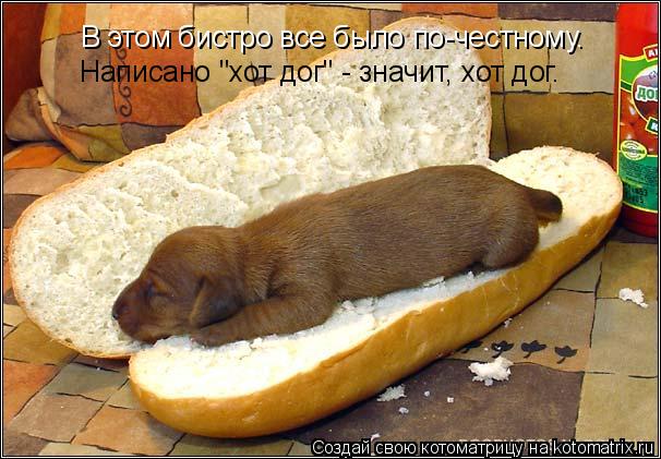 В этом бистро все было по-честному. Написано "хот дог" - значит, хот дог.... Котоматрица: В этом бистро все было по-честному. Написано "хот дог" - значит, хот дог.