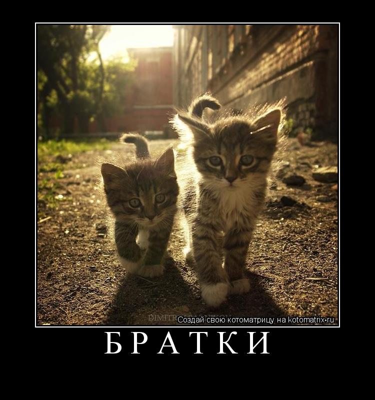 братки ... Котоматрица: братки