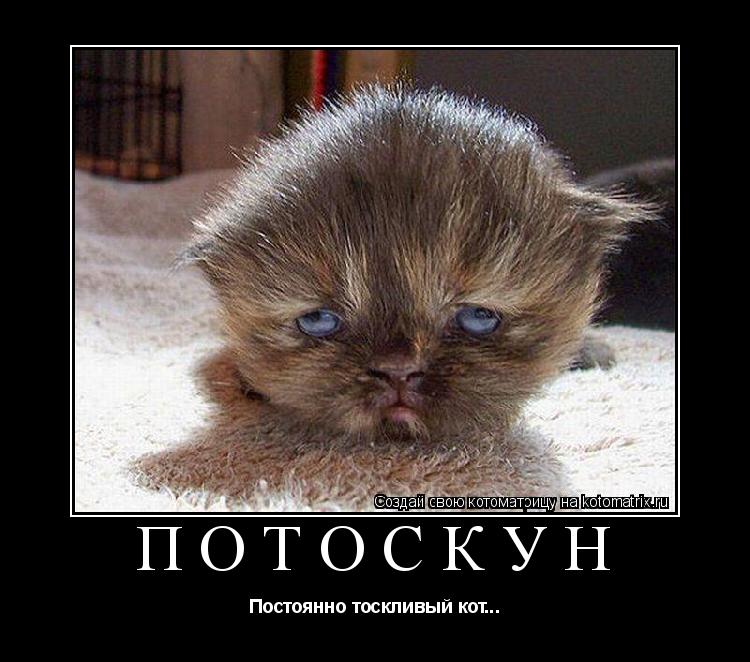 Потоскун Постоянно тоскливый кот...... Котоматрица: Потоскун Постоянно тоскливый кот...