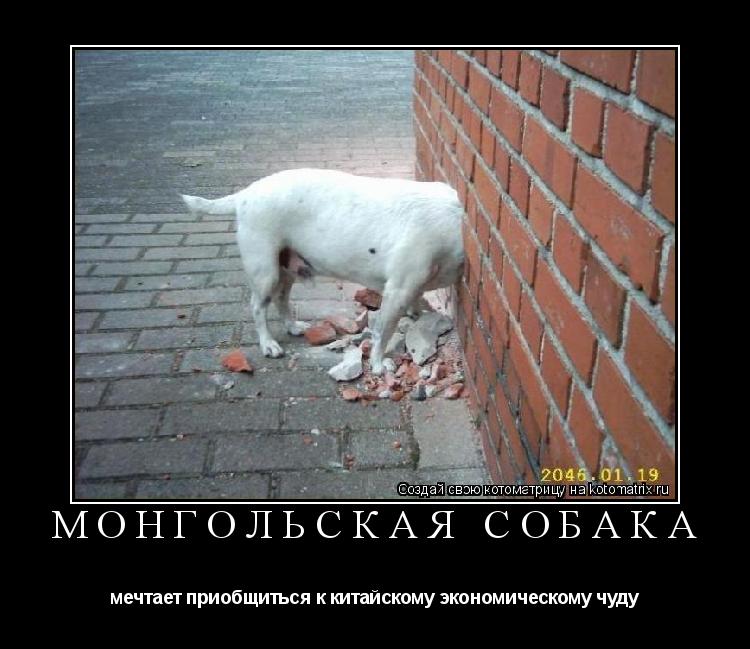 Монгольская собака мечтает приобщиться к китайскому экономическому чуду... Котоматрица: Монгольская собака мечтает приобщиться к китайскому экономическому чуду