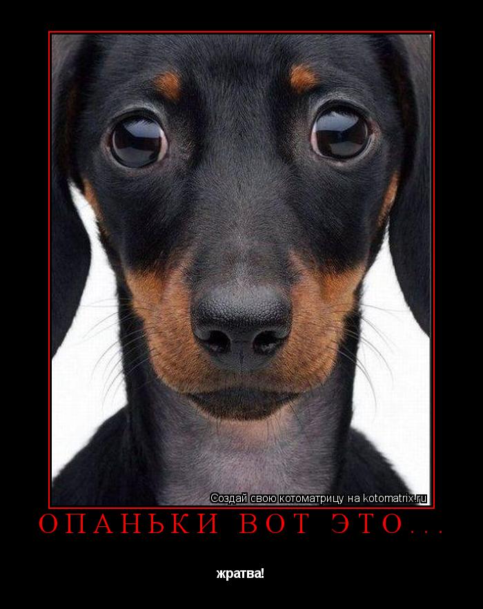 Котоматрица: Опаньки вот это... жратва!