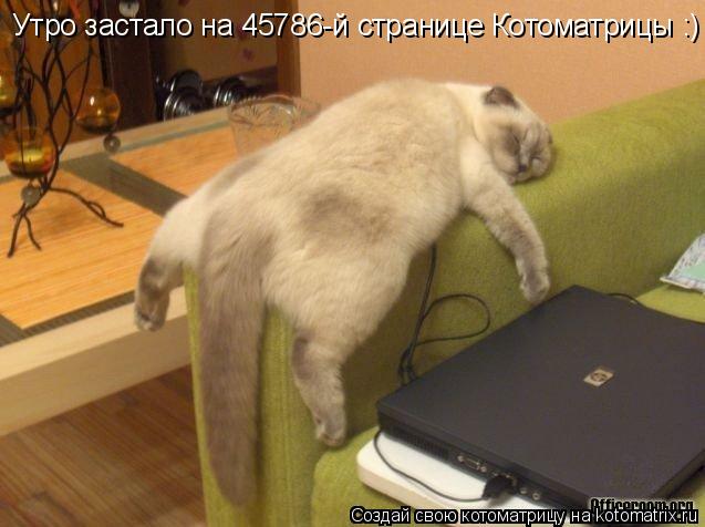 Утро застало на 45786-й странице Котоматрицы :)... Котоматрица: Утро застало на 45786-й странице Котоматрицы :)