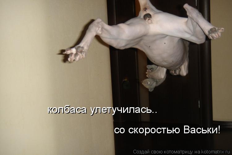 колбаса улетучилась.. со скоростью Васьки!... Котоматрица: колбаса улетучилась.. со скоростью Васьки!