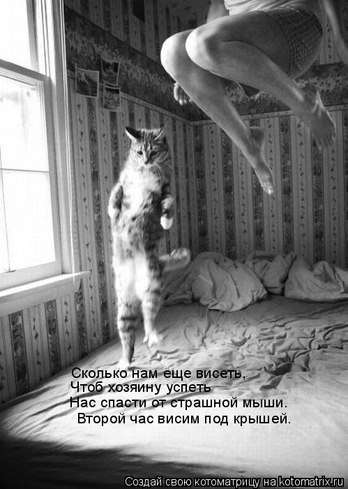 Сколько нам еще висеть, Чтоб хозяину успеть Нас спасти от страшной мыши. Второй час висим под крыше... Котоматрица: Сколько нам еще висеть, Чтоб хозяину успеть Нас спасти от страшной мыши. Второй час висим под крышей.