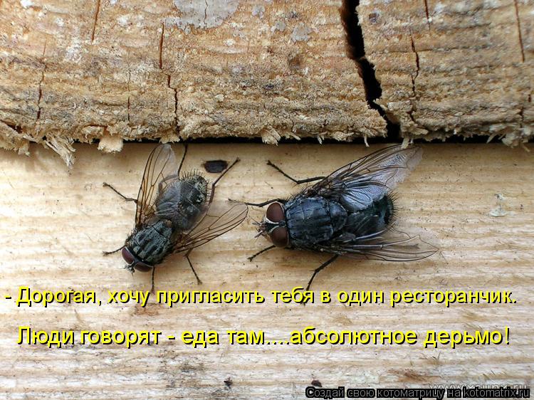 - Дорогая, хочу пригласить тебя в один ресторанчик. Люди говорят - еда там....абсолютное дерьмо!... Котоматрица: - Дорогая, хочу пригласить тебя в один ресторанчик. Люди говорят - еда там....абсолютное дерьмо!