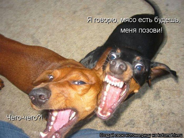 Чего-чего?! Я говорю, мясо есть будешь, меня позови!... Котоматрица: Чего-чего?! Я говорю, мясо есть будешь, меня позови!
